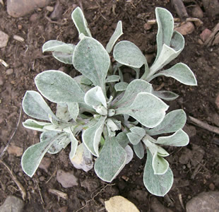 Antennaria microphylla