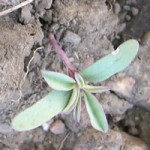 Cleome Early Growth