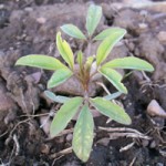Cleome Mature Growth