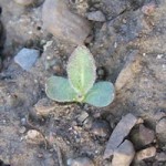 blanketflower early growth