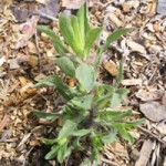 goldenaster early growth