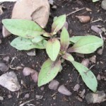 Oenothera early growth