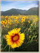 Native Ideals Seed Farm Catalog