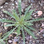 Mentzelia laevicaulis mature growth