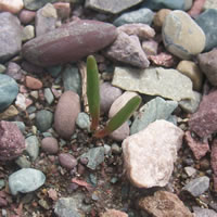 Native Ideals Seed Farm | Native Wildflower Seeds | Catalog