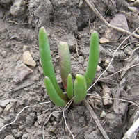 Native Ideals Seed Farm | Native Wildflower Seeds | Catalog
